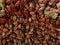 A huge number of red beetles that gathered under the base of the tree