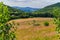 A huge number of small wildflowers and plants on the background of tall green trees and gentle mountain slopes