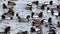 Huge number of winter Ducks in a feeding frenzy