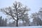 Huge oak tree silhouetted in the winter