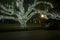 Huge oaks trees in the garlands of light. Christmas decor. Winter, Night, Houston, Texas, United States