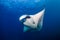 Huge Oceanic Manta Ray Manta birostris in a blue tropical ocean Andaman Sea