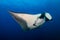 Huge Oceanic Manta Ray Manta birostris in a blue tropical ocean Andaman Sea
