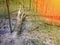 A huge old tree lies in the woods across the creek. A dead tree trunk lying on the ground with sunlight