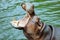 Huge Open Mouth of the Brown Hippo in the River
