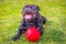 A huge open mouthed smile of delight and happiness on a black Staffordshire Bull Terrier dog