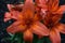 Huge orange lilly bloom