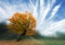 Huge orange linden tree in autumn