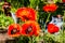 Huge orange Oriental poppies Papaver orientale have a radiant and papery blooms with black eyes