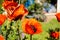Huge orange Oriental poppies Papaver orientale have a radiant and papery blooms with black eyes