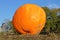 Huge Orange Pumpkin