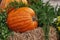 Huge orange pumpkin, concept. Vegetable on a haystack with green branches, ripe organic farm pumpkin