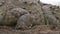 Huge Orinoco Crocodile Feet, Wisirare, Colombia