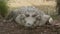 Huge Orinoco Crocodile, Wisirare Park, Colombia