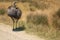 A huge ostrich runs across the African savannah