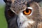 Huge owl with orange eyes and the thick plumage