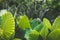 Huge palm tree leaves , Elephant Ears colocasia gigantea