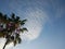 Huge palm tree with magnificent cloud background