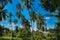 Huge palm trees with blue sky