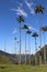 The huge palm trees of Cocora Valley in Colombia