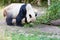 Huge panda a bear