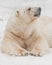 Huge paws and head in profile. Powerful polar bear lies in the snow, close-up