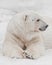 Huge paws and head in profile. Powerful polar bear lies in the snow, close-up