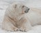 Huge paws and head in profile. Powerful polar bear lies in the snow, close-up