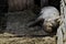 A huge pig sleeping in the barn