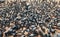 Huge pigeons flock feeding on the famous square in Kathmandu with Boudhanath Stupa - the largest spherical stupas in Nepal.