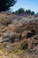 Huge pile of decomposing green refuse in compost pile