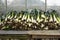 Huge Pile of Fresh Uprooted Leeks on Table with Glass Window in Background