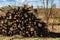 Huge pile of trunks, dead fir to produce biomass, deforestation scene in rural landscape