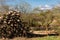 Huge pile of trunks, dead fir to produce biomass, deforestation scene in rural landscape
