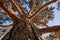 A huge pine rushed into the sky. Close-up and texture of the trunk goes into branches. Blue sky. Perfect nature background for any