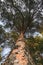 Huge pine tree crown, bottom photo, vertical photo