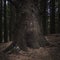 Huge pine tree trunk in Lake District woodland