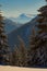 Huge pine trees covered with snow on the background of wooded hi