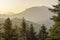 Huge pines with cones grows in the mountains close-up in the rays of the setting sun region Tzoumerka, Greece, mountains Pindos