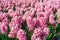 Huge Pink Aromatic Field of Blooming Hyacinths in Bright Day. Captivating Sights of Fragrance, Beauty