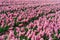 Huge Pink Aromatic Field of Blooming Hyacinths in Bright Day. Captivating Sights of Fragrance, Beauty