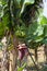 Huge pink Bud of banana tree. Banana grove