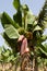 Huge pink Bud of banana tree. Banana grove