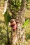 Huge pink Bud of banana tree. Banana grove