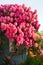 Huge pink rhododendrons in bloom