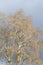 Huge Plane trees in Galicia Spain