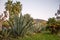 A huge plant of agava in the park on the slope of Vesuvius at sunrise