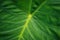 Huge plant leaf closeup, tropical plants leaves macro