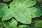 Huge plant leaf closeup, tropical plants leaves macro