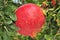 Huge pomegranate in the tree